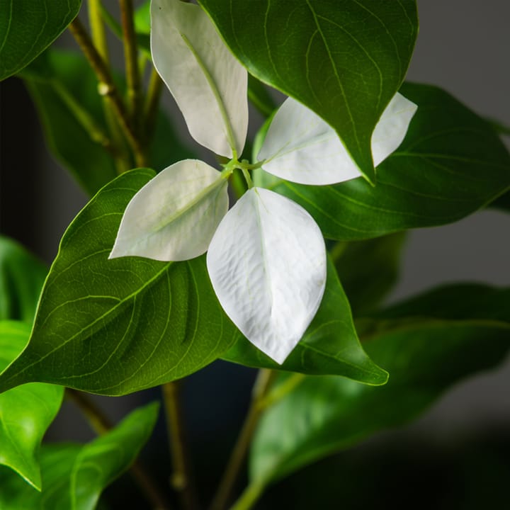 The Ficus Leaf Study, White
